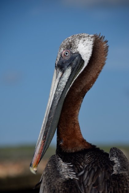 Vrienden met een pelikaan op Curaçao