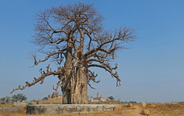 Oude baobab in India