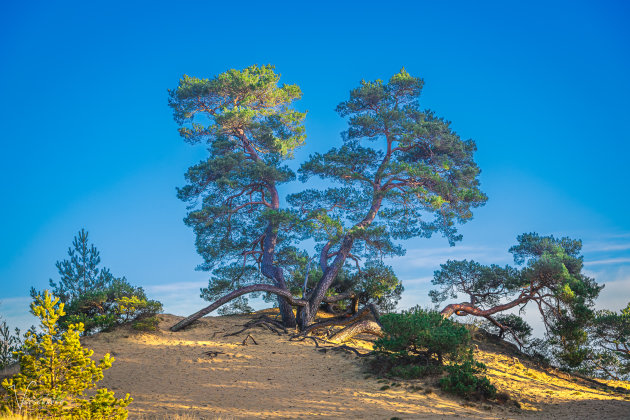 Den in Kootwijkerzand