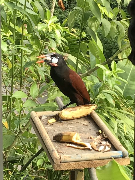 De Montezuma Oropendola