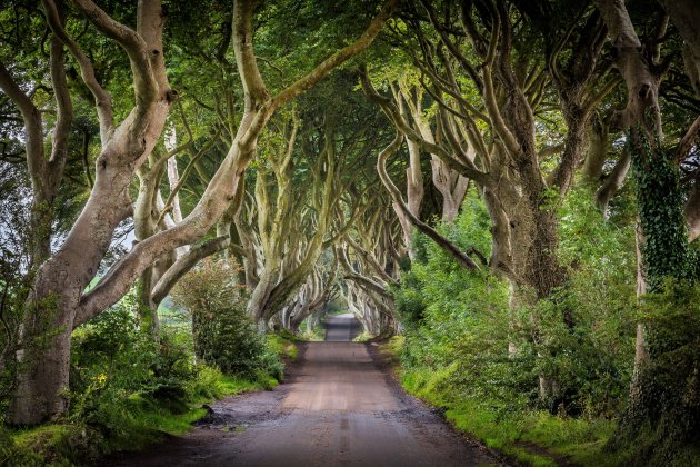 Dark Hedges