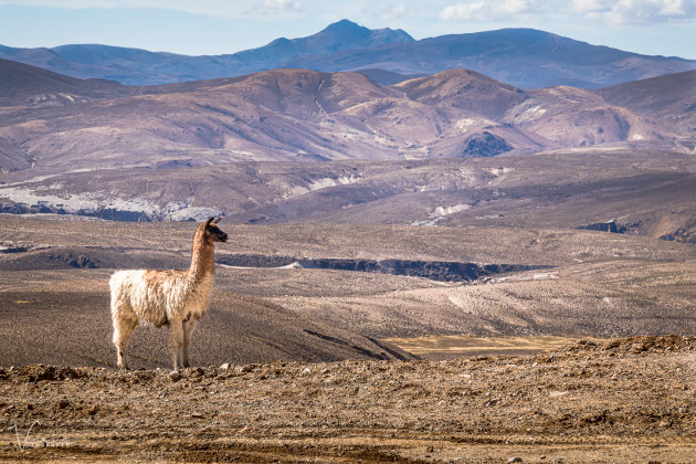 De lama en zijn omgeving