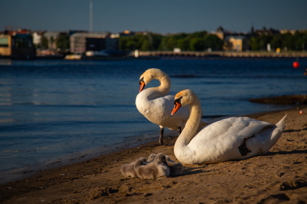 Pulletjes in Riga