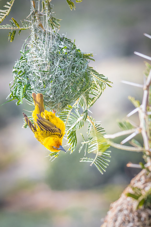 Eastern Golden Weaver