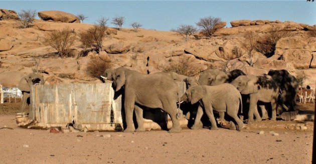 Woestijn olifanten- het doel is bereikt