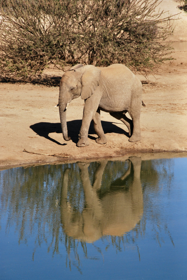 Olifant in Erindi Private Game Reserve