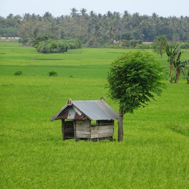 Padi in de sawah