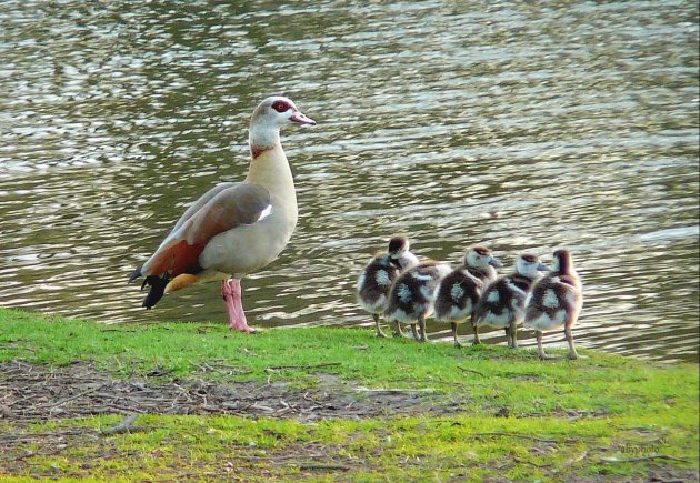 Lente- zwemles: moeder Nijlgans met haar kids