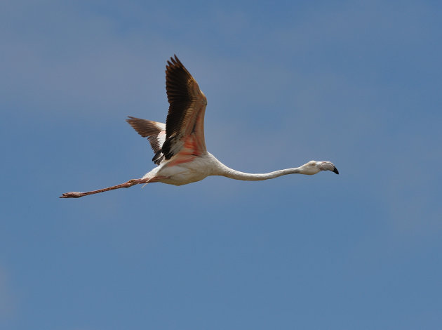 Flamingo's spotten bij de lagune van Walvisbaai in Namibië