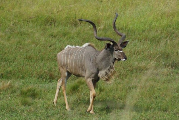 Kudu mannetje