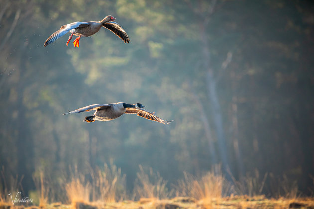 Flying together