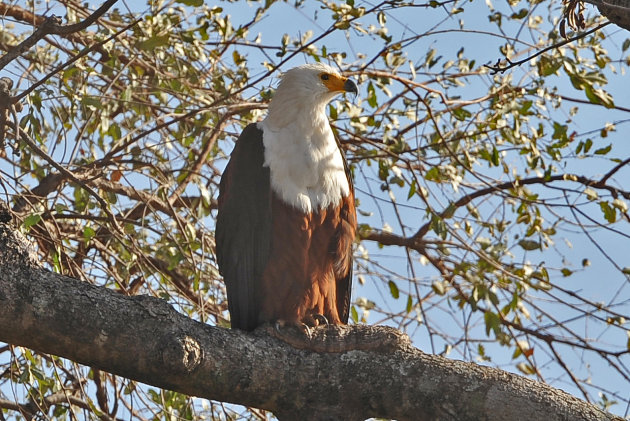 African Fish Eagle -Liwonde NP Malawi