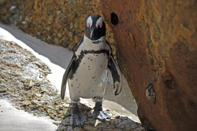 Boulders Beach , Tafelberg NP , West Kaap Zuid Afrika