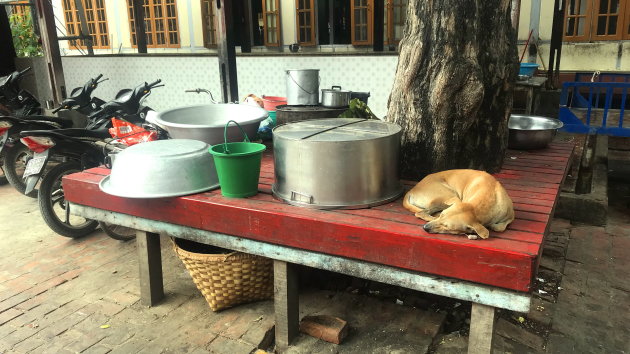 Hond in de pot