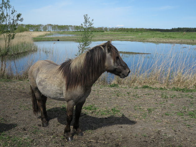 Konikpaard  , Oostvaardersplassen , Flevoland