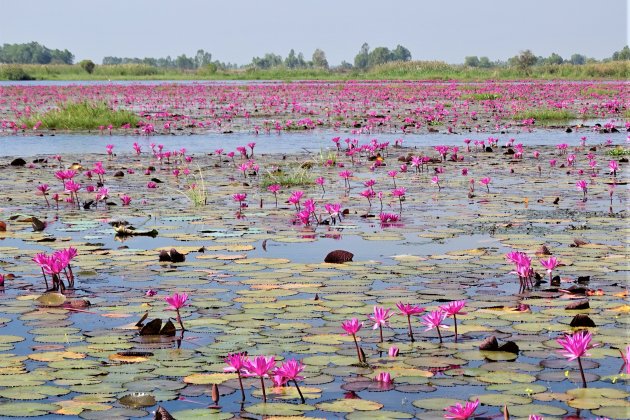 Lake of the Red Lotuses.