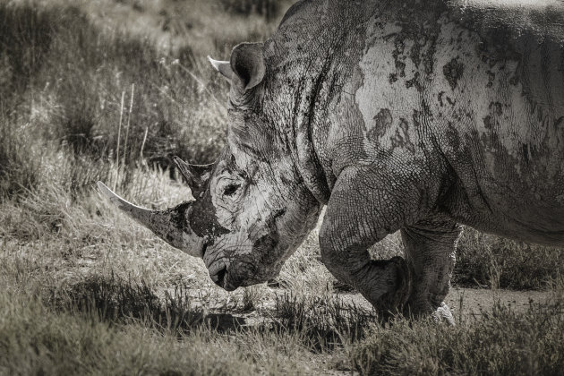 Namibië Etosha