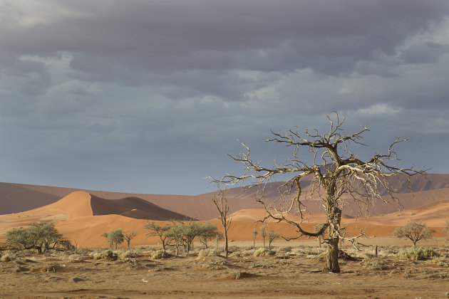 Namibië Namibwoestijn