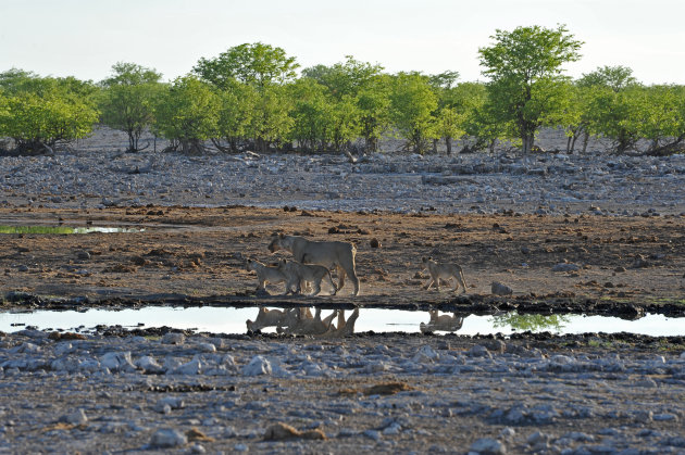 leeuwin met 3 welpen ,Etosha, Namibie