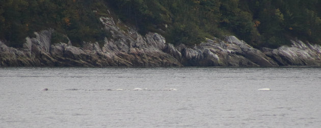 Beluga whales