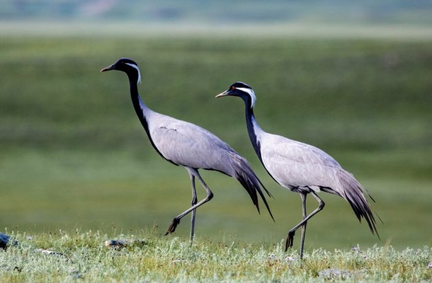 Jufferkraanvogels