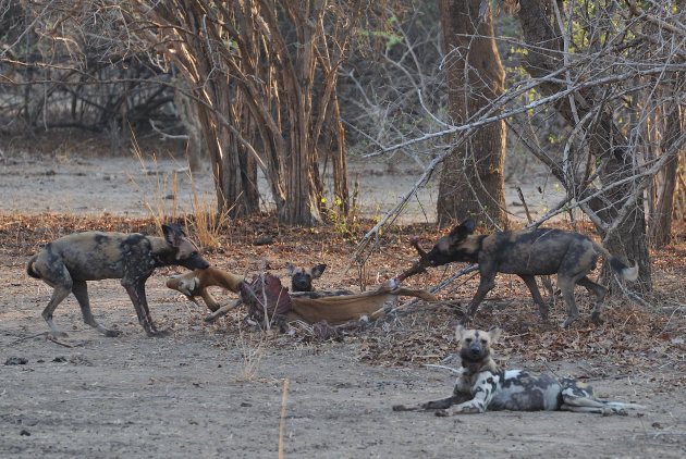 Afrikaanse Wilde Honden in South Luangwa, Zambia