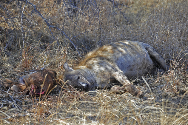 Gevlekte hyena in South Luangwa NP Zambia