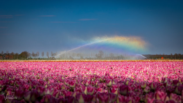 Tulips and Rainbow