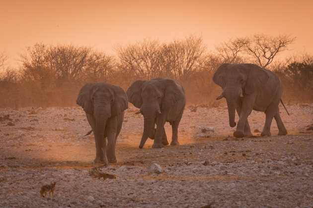 Het laatste licht in Etosha