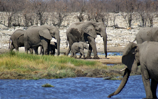 Wanneer naar Etosha?