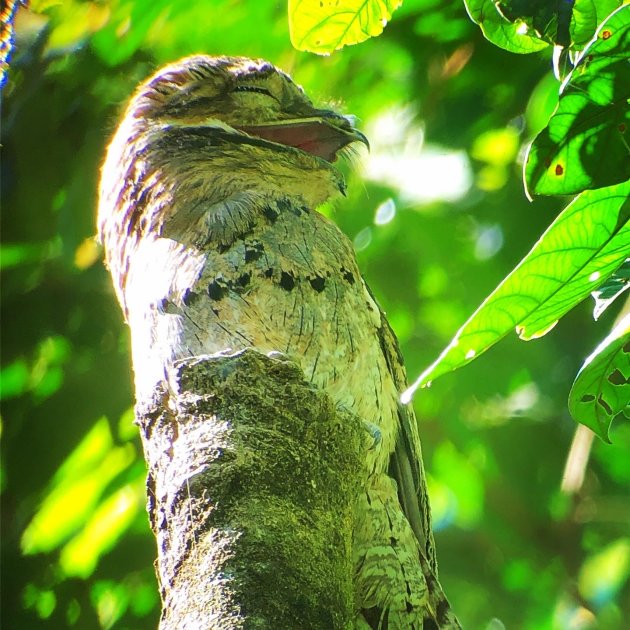 Bird spotting in Corcovado NP