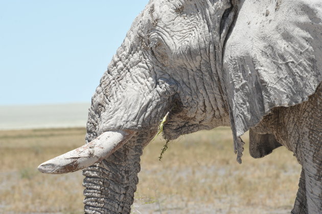 Eenzame oude Olifant  (Bul ) ,  Namibië