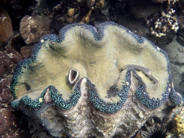 Giant clam