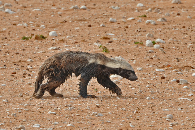 Honeybadger/ Honingdas , Etosha, Namibië