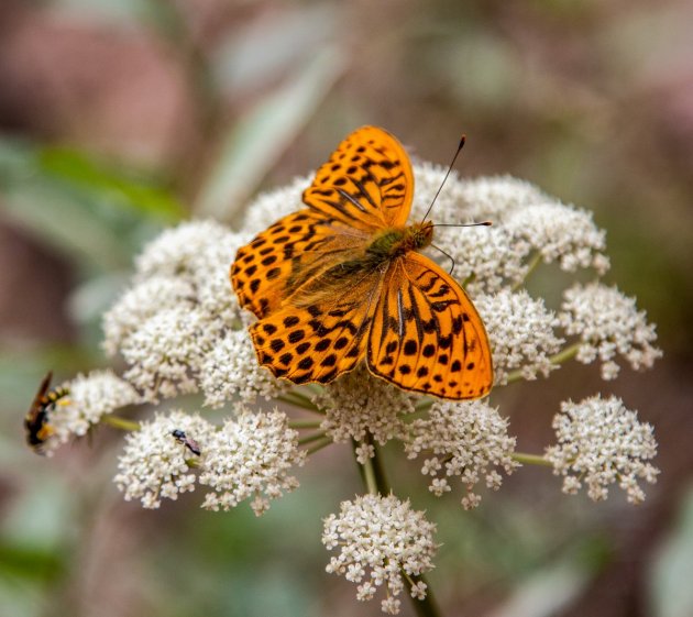 Ook het land van bloemen en vlinders