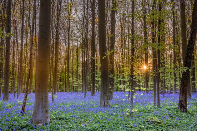 Het Hallerbos