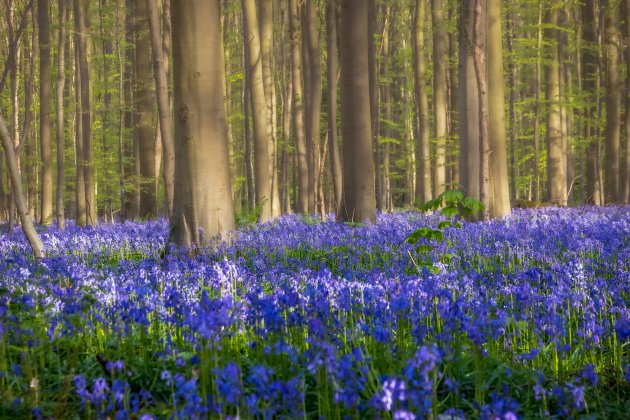 Hallerbos