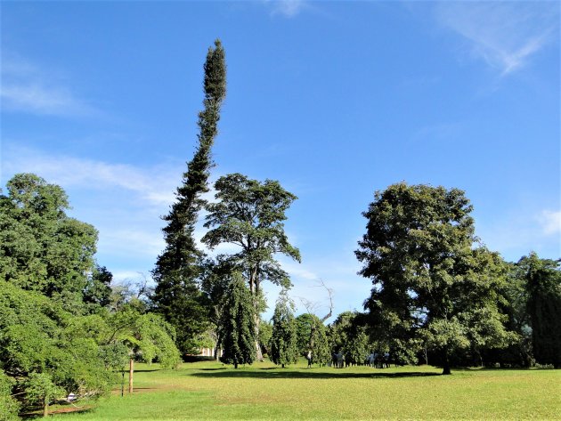 Botanische tuinen van Peradeniya.