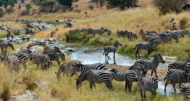 Zebra crossing