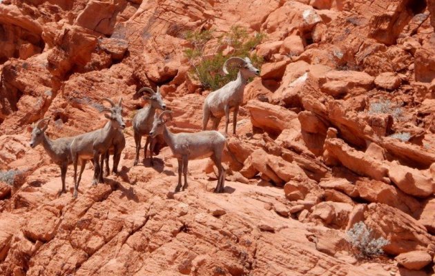 Valley of Fire-bewoners