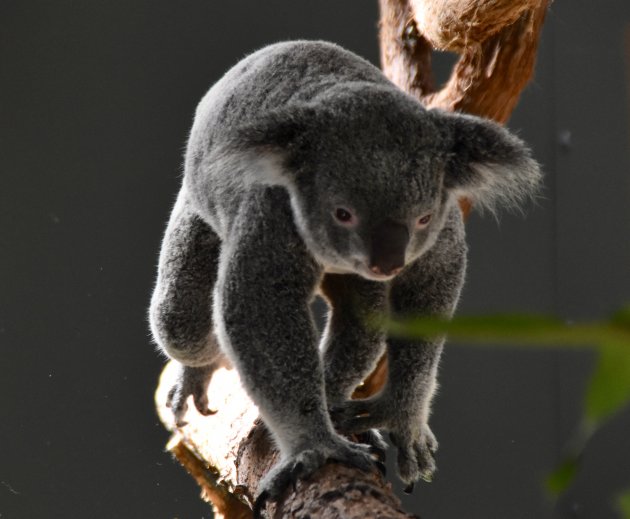 Schattige koala