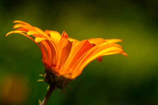 Oranje boven.