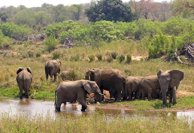 olifantenfamilie bij het water