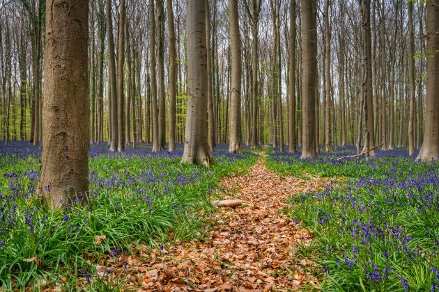 Hallerbos