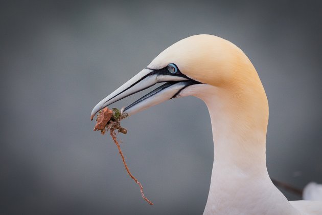 Nestmateriaal