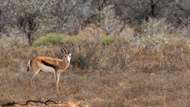 Springbok