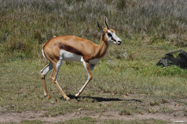 Springbok met handicap  Zuid Afrika