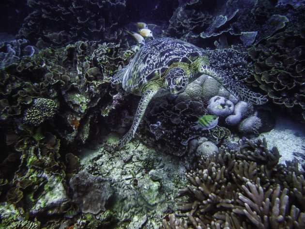 Duiken bij het Komodo reservaat