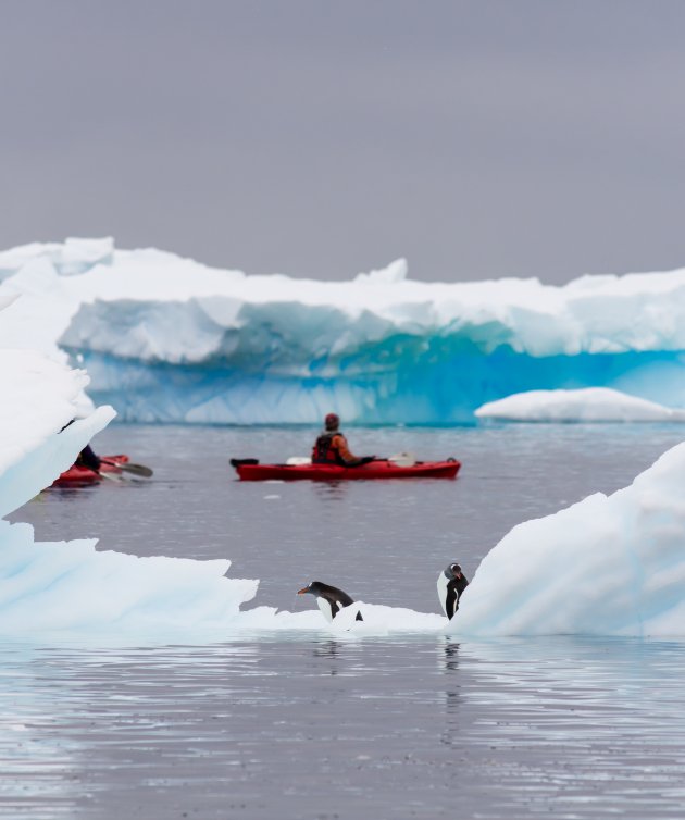 Kayakken met de pinguins