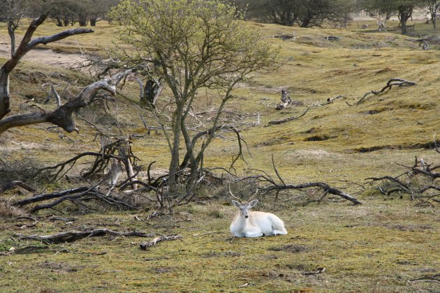 Wildlife in Waterleidingduinen